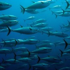 School of tuna © , Adobe Stock