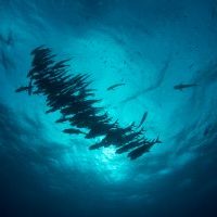 School of trevallies © , Adobe Stock
